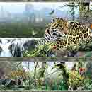 2021-09-big-cats-leopard-strip-375-1335636965-jpg